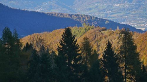 Panoramic view of pine trees in forest