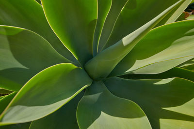 Full frame shot of plant