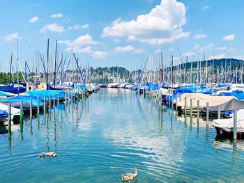 Sailboats moored in harbor