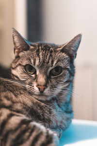 Close-up portrait of a cat at home