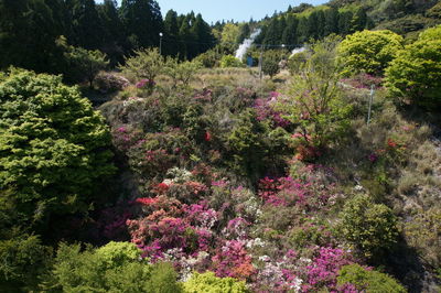 View of flowering plants in garden