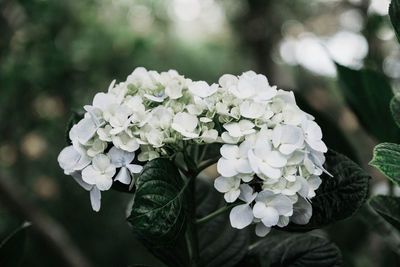 Close-up of white hydrangea flowers