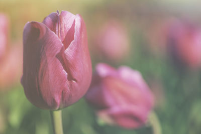 Close-up of pink tulip