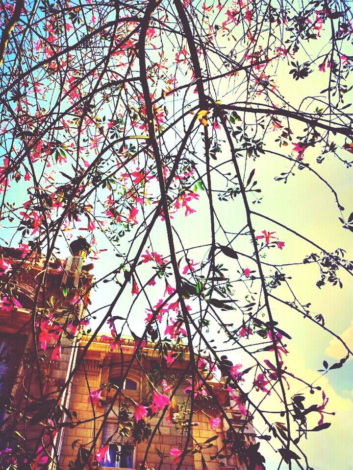 low angle view, branch, tree, built structure, architecture, building exterior, sky, flower, clear sky, growth, pink color, nature, outdoors, day, no people, red, bare tree, high section, sunlight, city