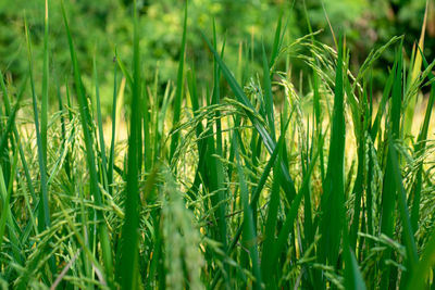 Close-up of wheat growing on field