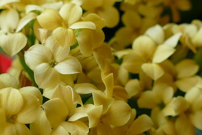 Close-up of yellow flowering plants