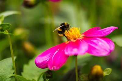 Close-up of bee on pink flower