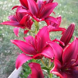 Close-up of pink flowers blooming outdoors