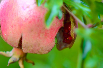 Close-up of red leaf