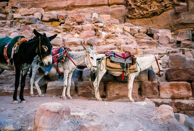 Horses standing on rock formation