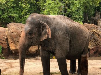 Close-up of elephant in zoo