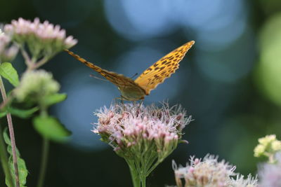 Close-up of butterfly pollinating on flower