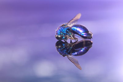Close-up of insect on leaf against blurred background