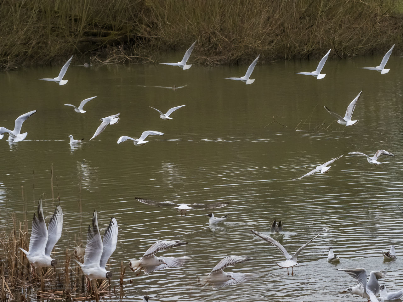 SEAGULLS FLYING OVER LAKE