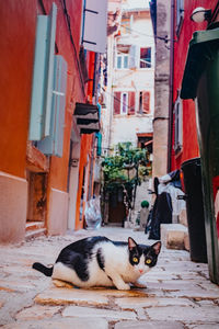 Cat relaxing amidst buildings in city