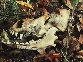 Close-up of animal skull on field