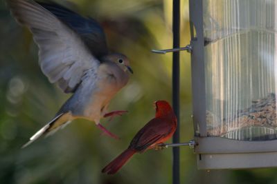 Close-up of bird perching on feeder