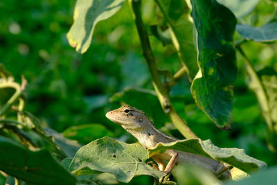 Close-up of a lizard on plant