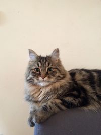 Portrait of tabby cat against wall