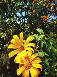 Close-up of yellow flowering plant in park