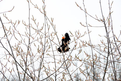 Low angle view of bird perching on snow covered tree