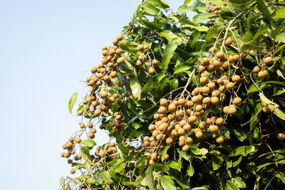 Low angle view of fruits growing on tree against sky