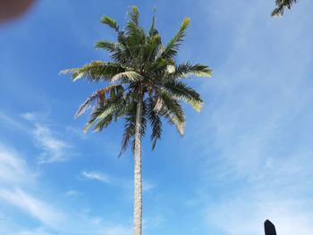 Low angle view of coconut palm tree against sky