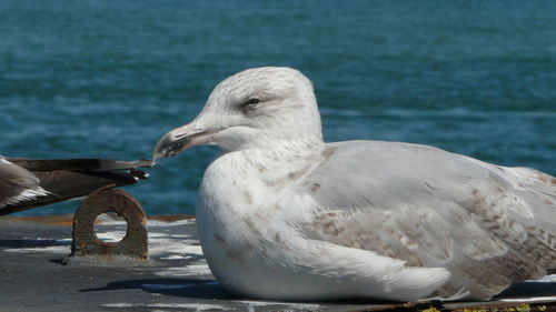 Close-up of seagull perching on shore