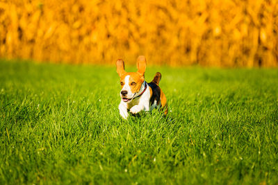 Dog running on grass