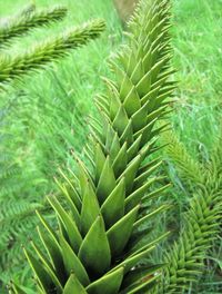 Close-up of succulent plant