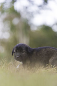 View of a horse on field