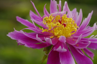 Close-up of pink flower