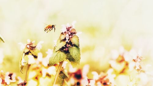 Close-up of bee pollinating on flower