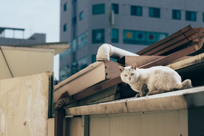 Portrait of a cat against building