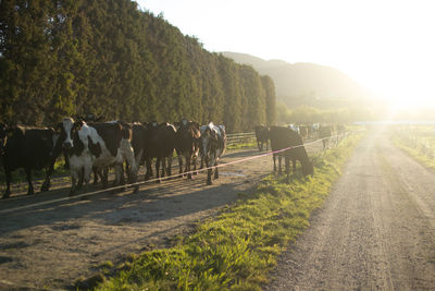 Panoramic view of horse cart on road amidst field