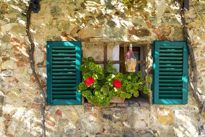 Flower plants against built structure