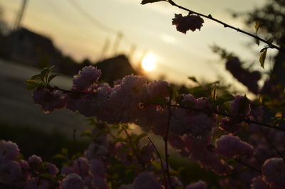 Close-up of purple flowers blooming against sky