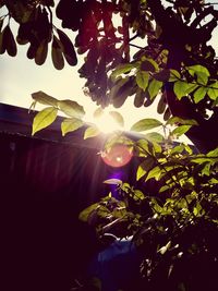 Low angle view of sunlight streaming through tree