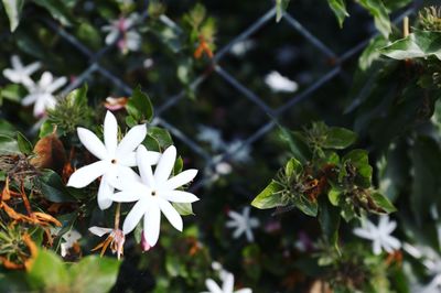 Close-up of white flowers blooming outdoors