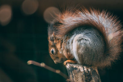 Close-up of squirrel