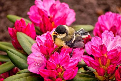 Close-up of honey bee perching on pink flower