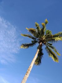 palm tree