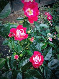 Close-up of pink rose