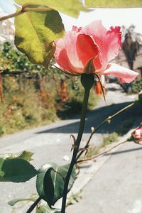 Close-up of red flowers