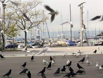 Flock of birds in a city