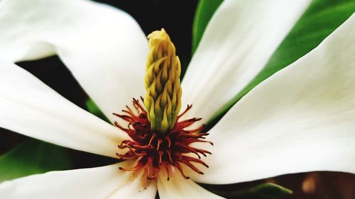 Close-up of white lily