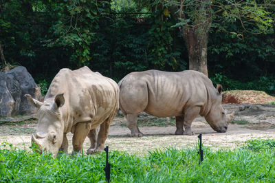 Rhinoceros standing on field against trees