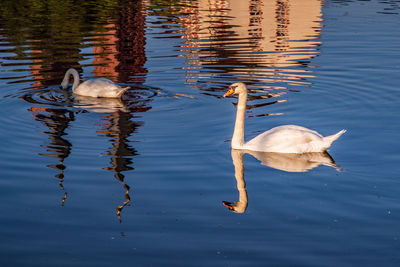 Swans swimming in lake