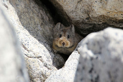 Portrait of himalayan pika amidst rocks