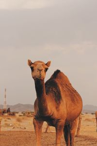 Portrait of horse standing on field against sky